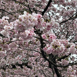 尾崎牛と直送海鮮 個室居酒屋 しおり - 