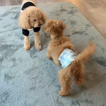 ドッグカフェ ももカフェ - 