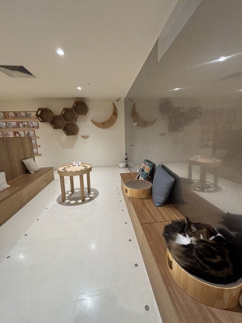 Cat Cafe MOFF 天王寺ミオ店 （キャット カフェ モフ） - 天王寺