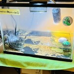 手打麺祭 かめ囲 - 