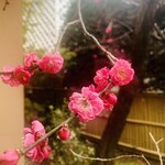 柚木元 - 庭の梅