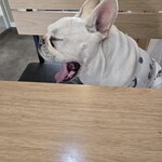 Un Chat noir - ハク店長ご相席