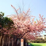 やぶ善 - お店前の小路を入ってすぐ左にある"さくら公園"。