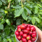 中山コーヒー園 - 