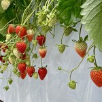 ツジグチファーム - 