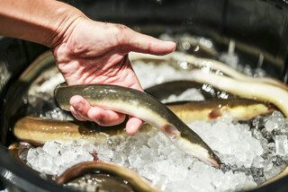 軽井沢 うなぎ四代目菊川 - 