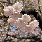 喫茶去 - 上野恩賜公園入口の大寒桜