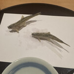 天ぷら 京星 - モロコ