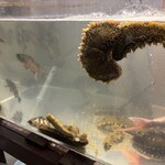 漁師直営 地魚料理 観音丸 - ☆水槽