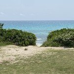 ブルータートル - 