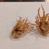 天白 - 