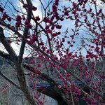 ARCANA IZU - 