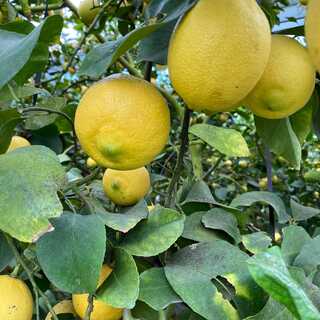 焼肉にはこれ！炎家最強のレモンサワー