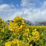 おさかな食堂 一魚一会 - 