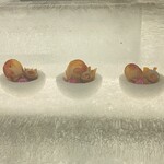 氷のラーメン屋 - 