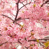 piccole lampare & rooftop Sky Bar - 河津桜
