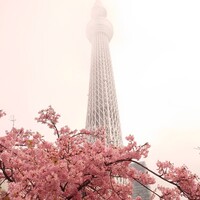piccole lampare & rooftop Sky Bar - 河津桜満開！