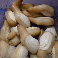  山口県産 白ミル貝刺身