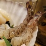 出羽鮨 - 活車エビ。