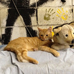 ロメオ＆ジュリエット - 奥で猫が寝てました