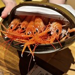 温石 - 稀少な赤座海老　生きています