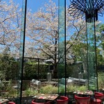 TRATTORIA CREATTA - サクラ