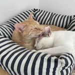 Cafe calico - 仲良くおやすみ中