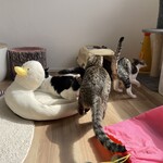 Cafe calico - じゃれ合う保護猫ちゃんたち