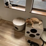 Cafe calico - 窓際でまったり