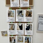 Cafe calico - 猫ルームの保護猫ちゃんたちの紹介