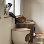 Cafe calico - 猫ルームの窓際