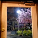 バール トレンタ トレ - 上本通交差点の河津桜は、今まさに満開。店内からでもお花見できる