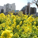 バール トレンタ トレ - （おまけ）旧国一通り、上本通交差点。河津桜と菜の花を同時に楽しめるスポット