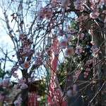 弘明寺丿貫 - 境内の梅