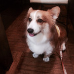 らーめん 軽菜 - 食べられないの？
2014.7訪問^ ^