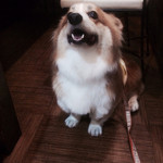 らーめん 軽菜 - 我慢できない…早くちょうだい…
2014.7訪問^ ^