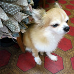 カトウ パンダ焼 - 大人しく待つチワワちゃん