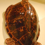 いゆじ - お店の守り神ならぬ”守り亀”