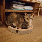 books to curry 猫のしっぽ - 