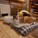 books to curry 猫のしっぽ - 