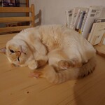 books to curry 猫のしっぽ - 