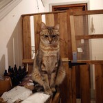 books to curry 猫のしっぽ - 