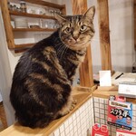 books to curry 猫のしっぽ - 