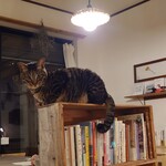 books to curry 猫のしっぽ - 