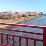 食べるお宿 浜の湯 - こちらは別世界の春。河津桜が満開！