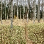 八ヶ岳 えさき - 外の風景