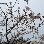 東洋ナッツ食品株式会社 - 