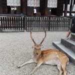 飛鳥荘 - 興福寺のしかさん