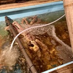 ふくい、望洋楼 - 生け簀の蟹