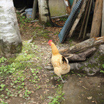 アロマテラス - お店のお庭には烏骨鶏が放し飼いされてます。